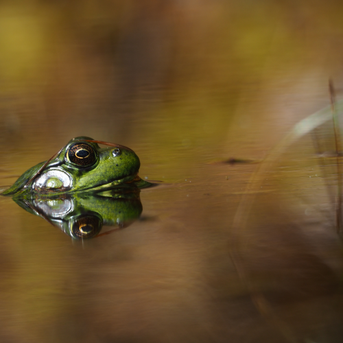 Frog Surfacing