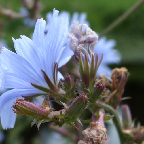 Roadside Chicory 