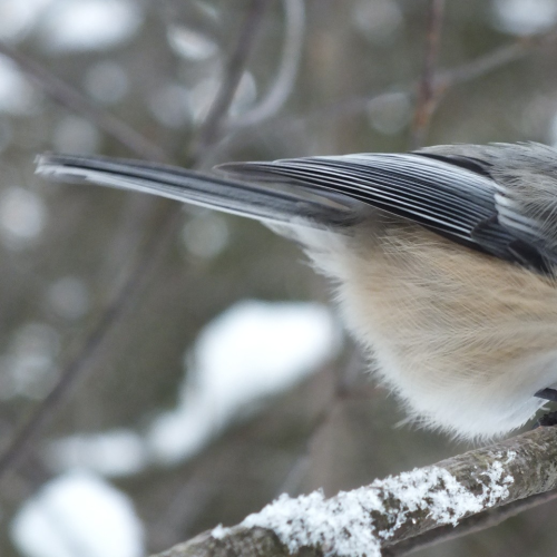 Chickadee in Winter