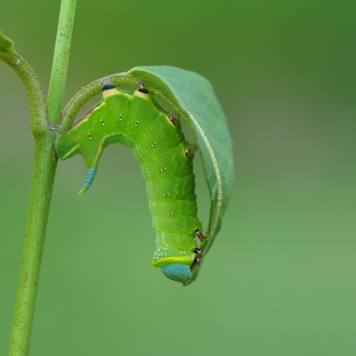 Munchin' Caterpillar