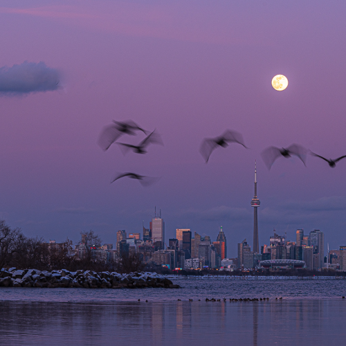 Full Moon Photo Bomb