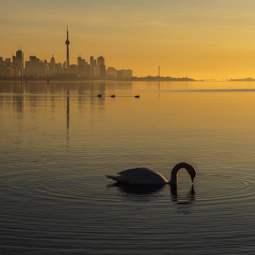 Sunrise Swan Silhouette