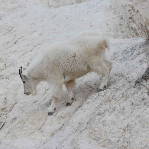 Mountain Goat