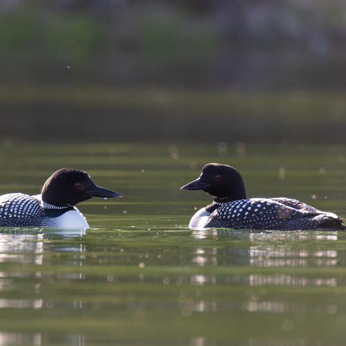 Loons