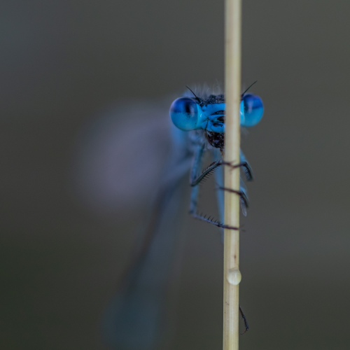 Baby Blues