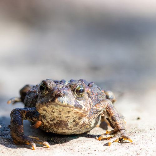Toad
