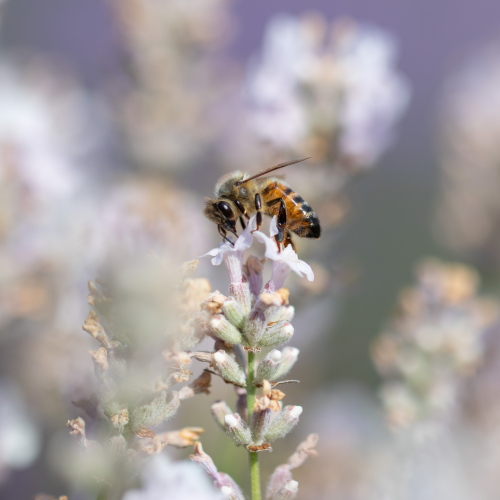Lavender Bee