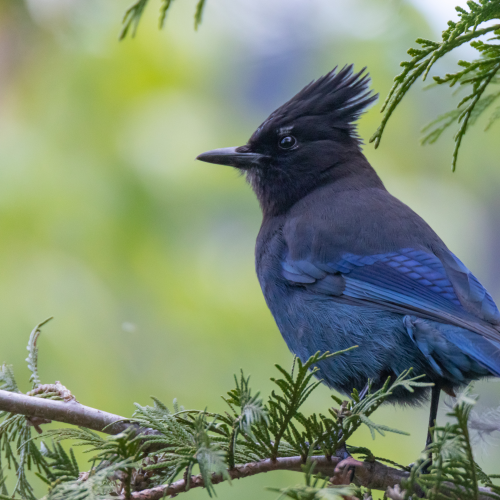 Stellers Jay