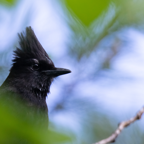 Stellers Jay Portrait