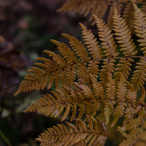 Autumn in the Forest
