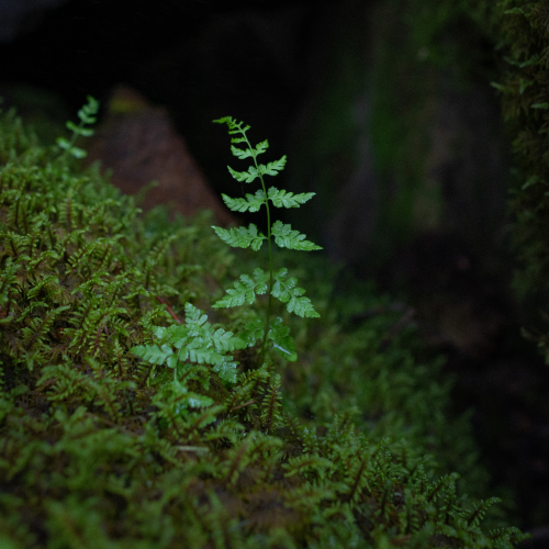 Growth