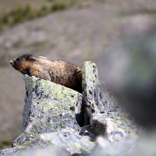 Nature's Easy Chair