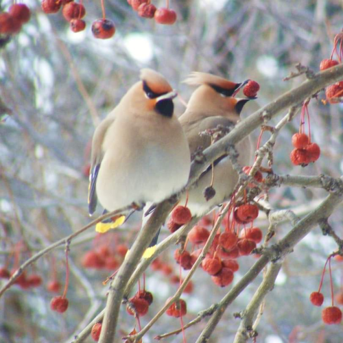 Winter snack