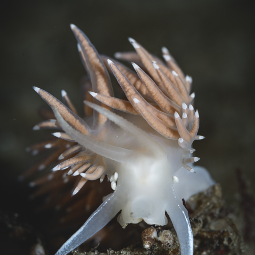 Disco Slug