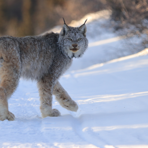 Wandering Lynx 
