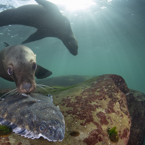Stellar's Sea Lion with Starry Flounder
