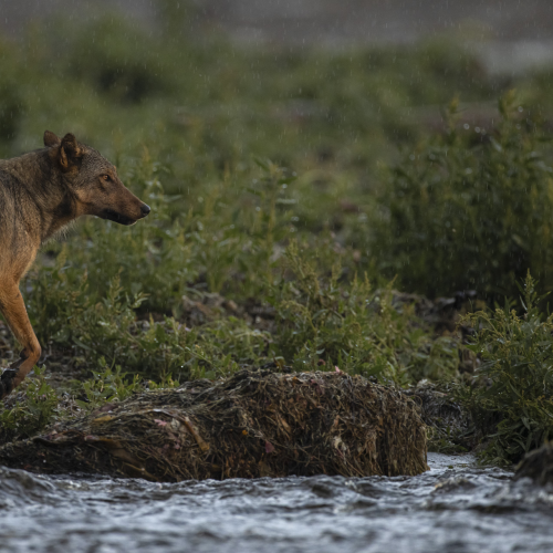 Wolf at Sunset