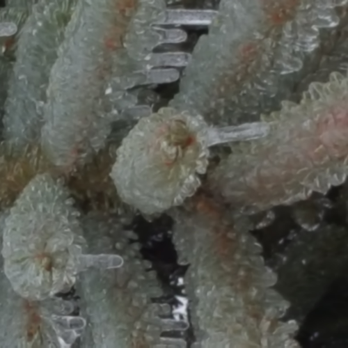 Ice storm