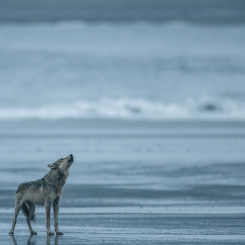 Howl