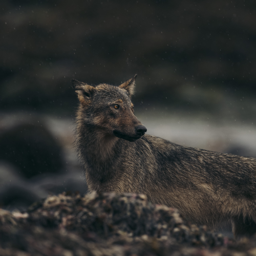 A Mother in the Rain