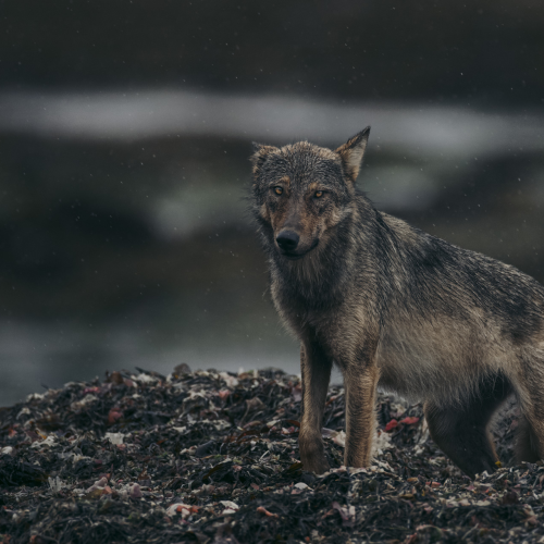 Kelp Wolf