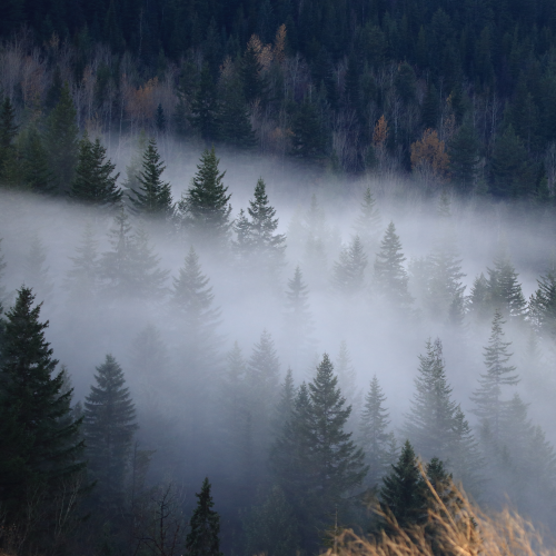 Foggy Forest