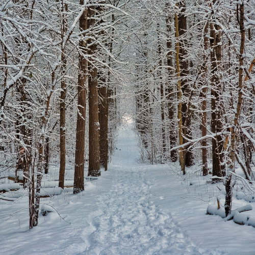 Winter Wonderland