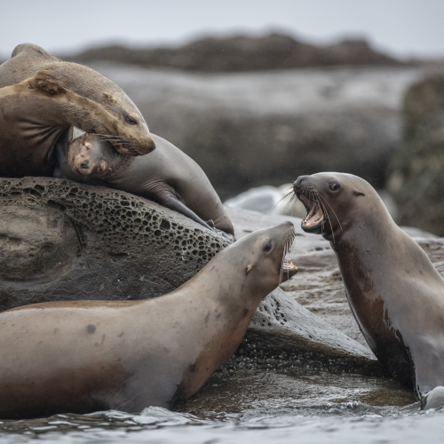 Stellar's Sea Lion Party