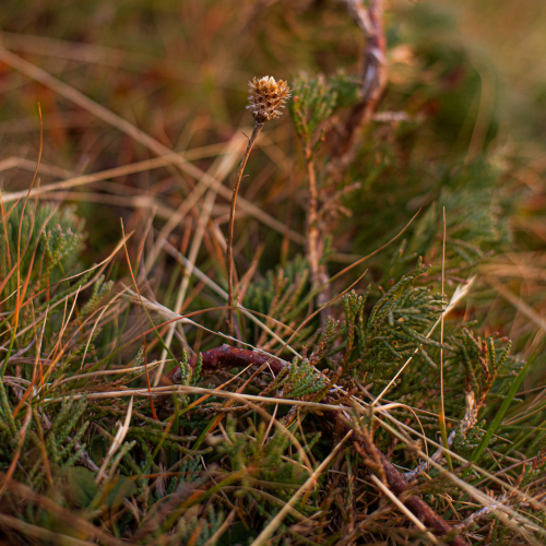 An Inch of Wilderness