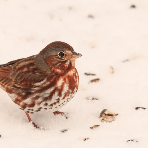 Song Sparrow