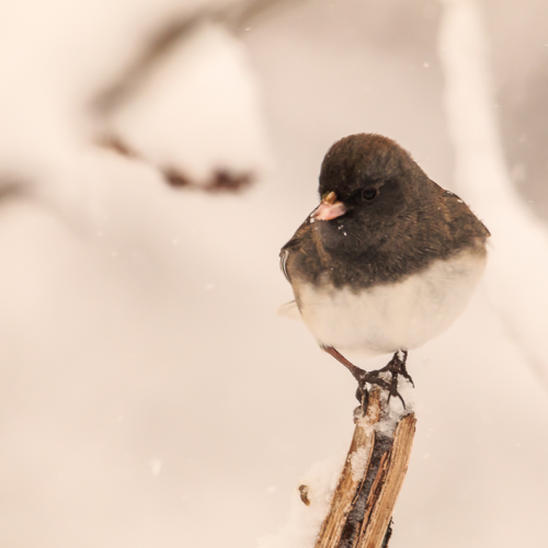 Perched out of the Snow