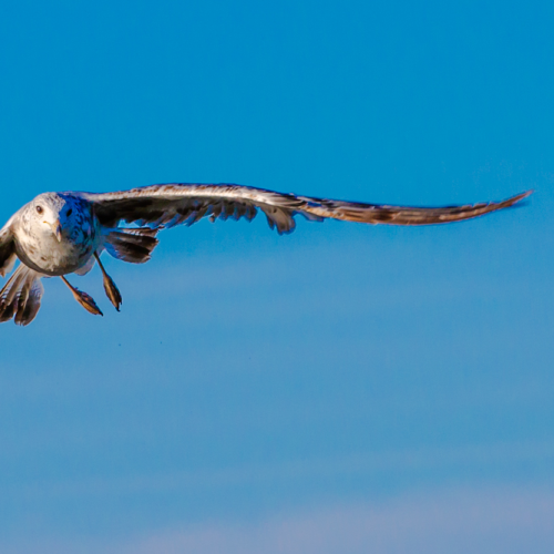 Gull