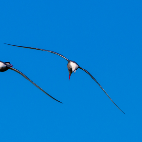 Terns