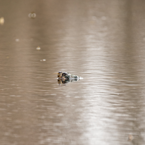Snapping Turtle Surfacing