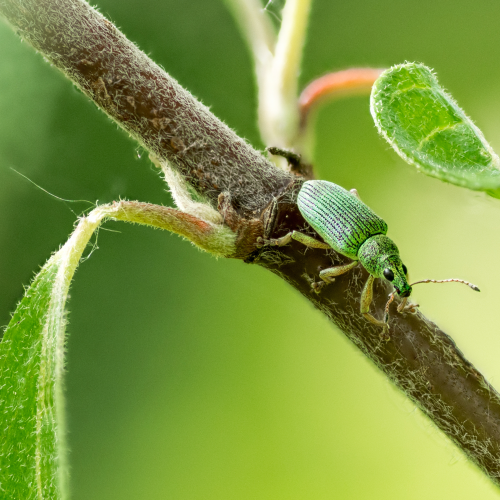 Pale Green Weevil