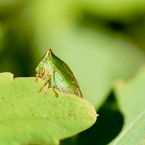 Buffalo Treehopper