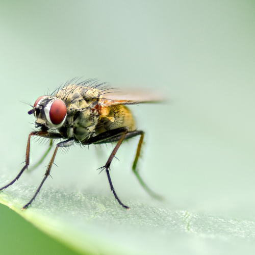 Bottle Fly