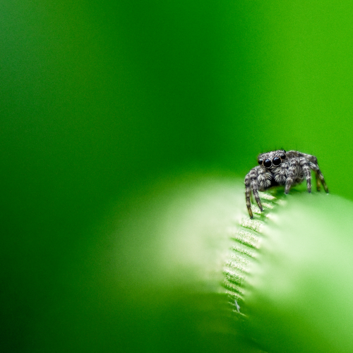 Jumping Spider