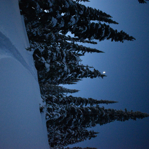 Moonlit Tracks