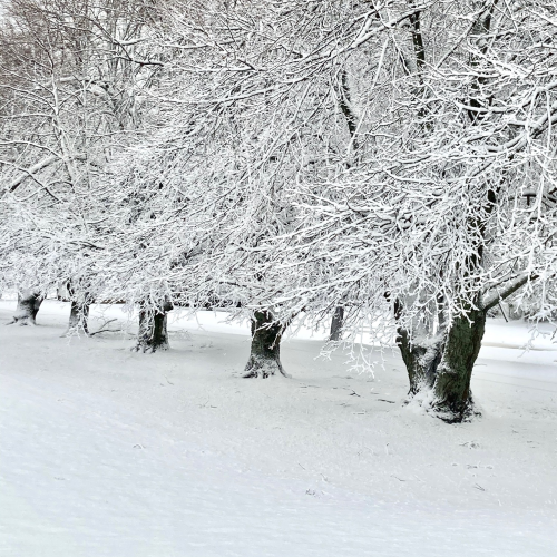 Winter trees
