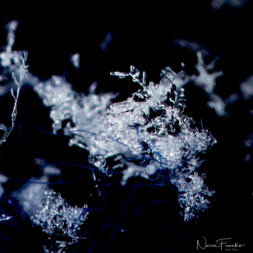 Frosty Blue