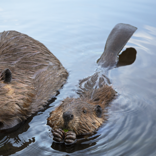 Momma and baby beaver