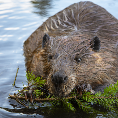 Hungry beaver