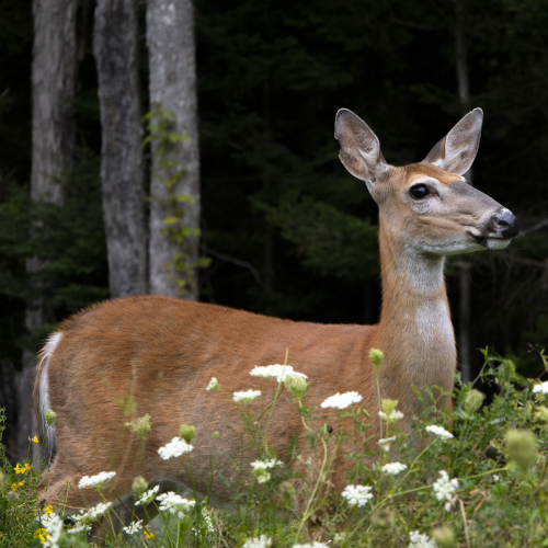 Deer in Colchester County, Nova Scotia 