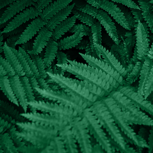Layers of ferns