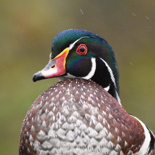 Curious Wood Duck