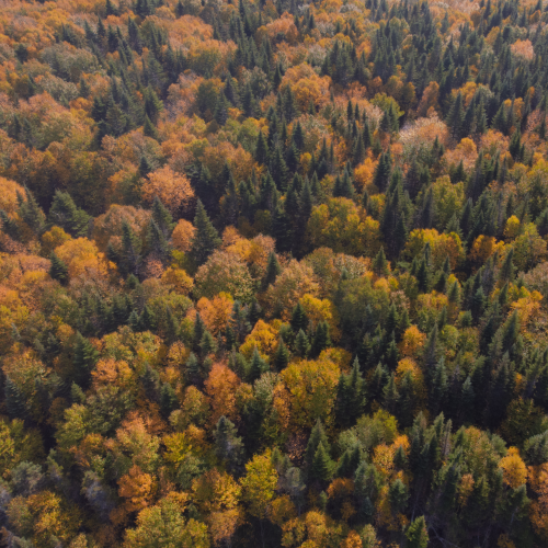 Coniferous trees amongst the deciduous trees
