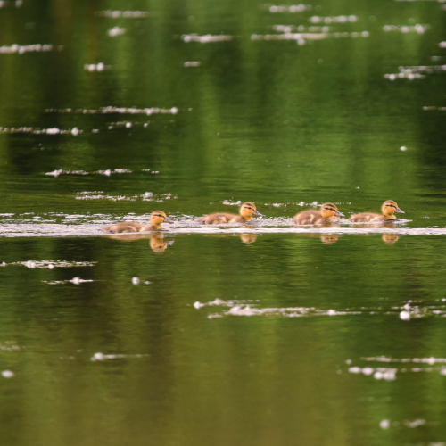 Ducks in a row
