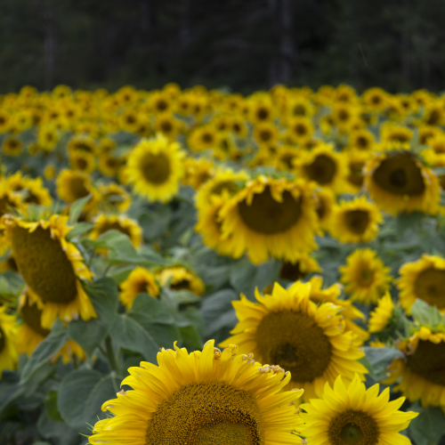 Layers of sunflowers