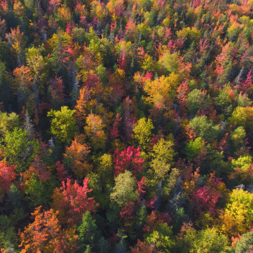 The color forest